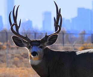 1024px-Mule-deer
