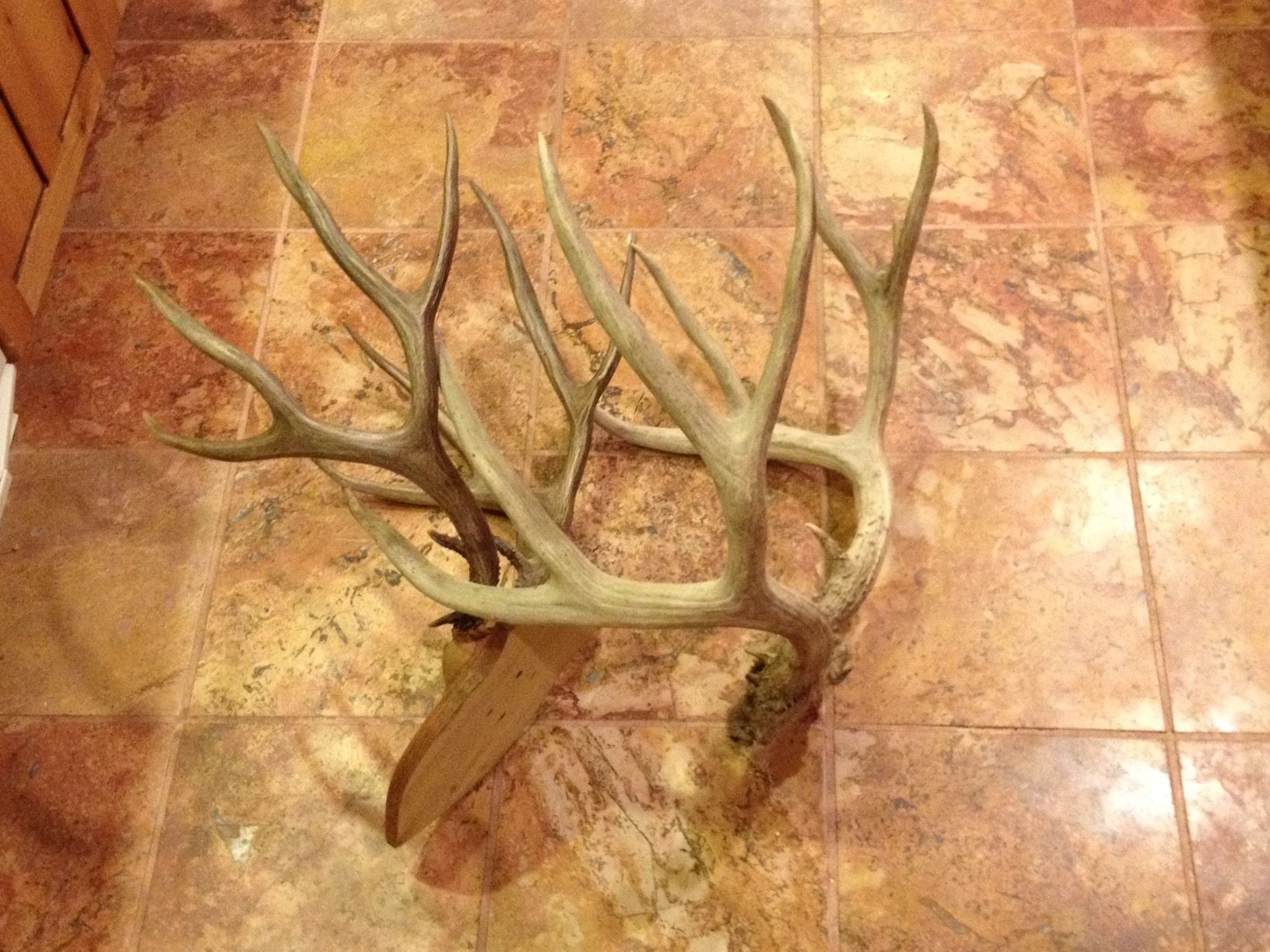 DIY Guide to Scoring Antlers