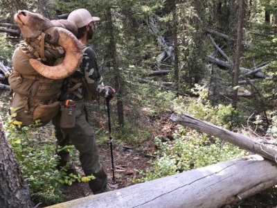 Bighorn Sheep and Rocky Mountain Goat Hunts – Flat Tops Wilderness Guides