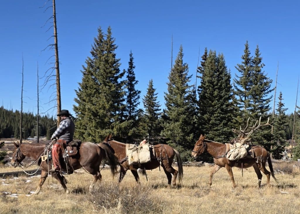 mule packing horse packing outfitter horseback elk hunting wilderness