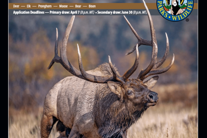 2026 Guide to the Colorado Big Game Draw