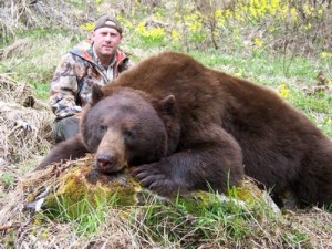 Spot and Stalk Coastal Black Bears